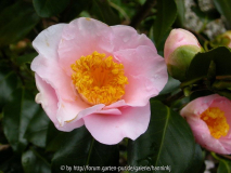 Camellia 'An van Gastel'