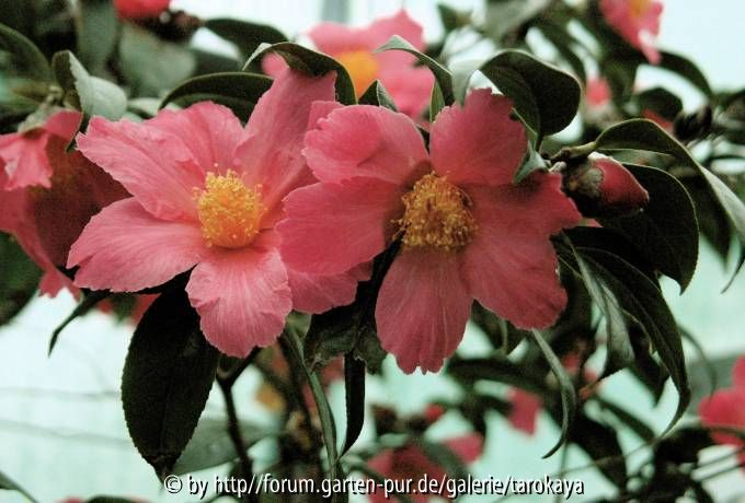 granthamiana pink2