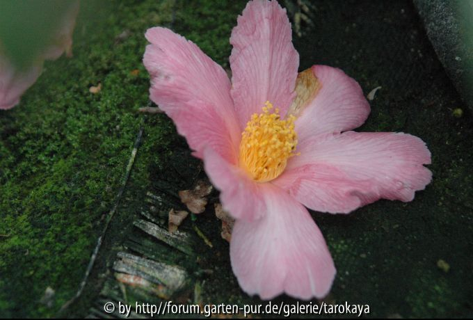 granthamiana pink