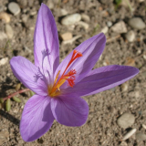 Crocus ligusticus