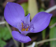 Crocus banaticus