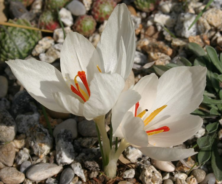 Crocus hadriaticus