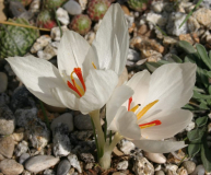 Crocus hadriaticus