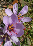 Crocus cartwrightianus (sativus)