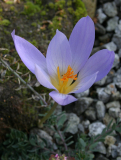 Crocus speciosus (Abweichler)