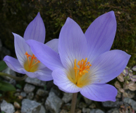 Crocus speciosus