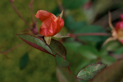 Mutabilis 101.jpg