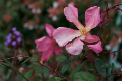 Mutabilis 104.jpg