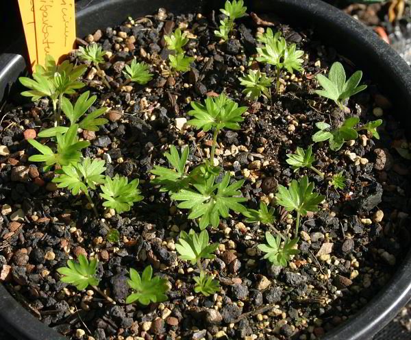 Delphinium semibarbatum