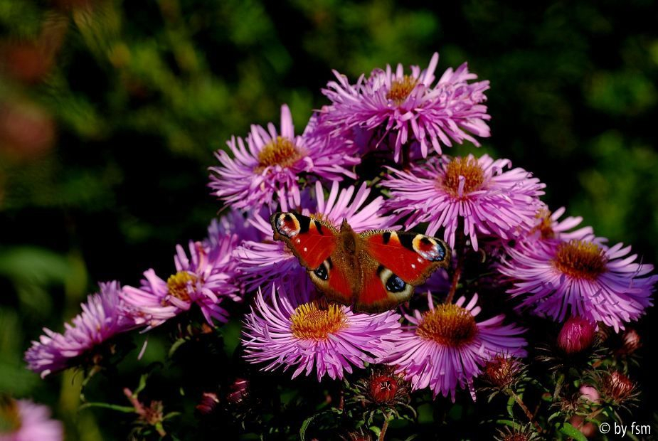 Pfauenauge 1 28-09-2008