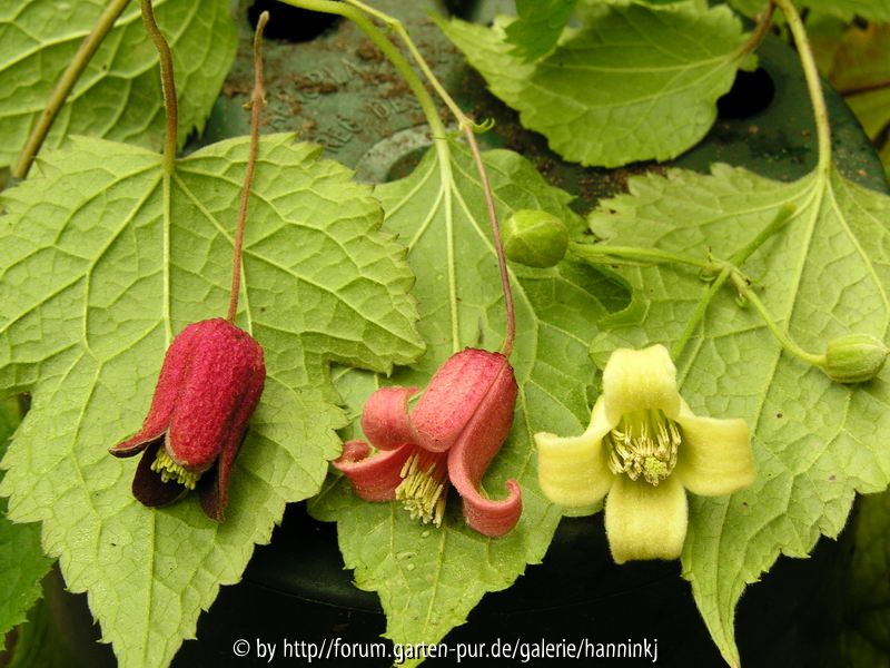 Clematis Kreuzung alternata x buchaniana