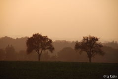 Mostbäume
