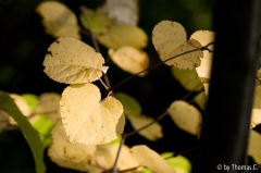 Katsura Herbstfärbung