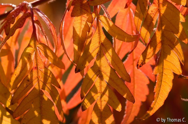 Essigbaum-Farbrausch 4