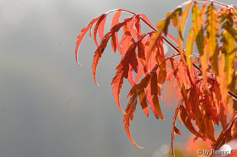 Essigbaum Farbrausch 3