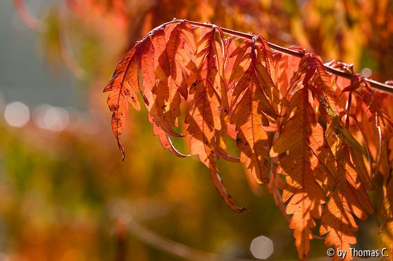 Essigbaum Farbrausch 2