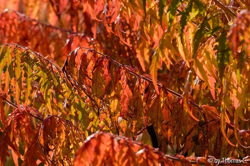 Essigbaum Farbrausch 1
