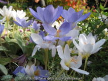 Crocus pulchellus