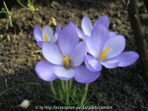 Crocus hadriaticus
