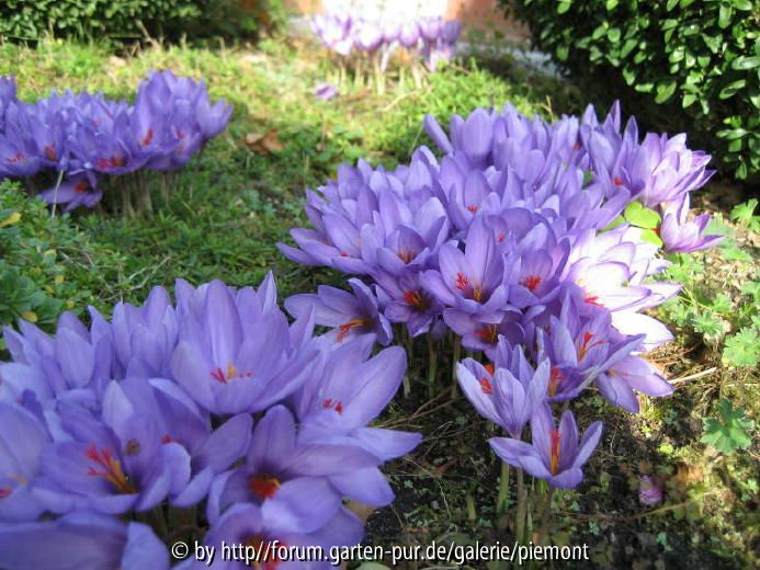 Crocus medius