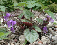 Viola variegata