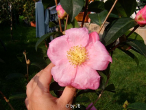 plantation pink okt