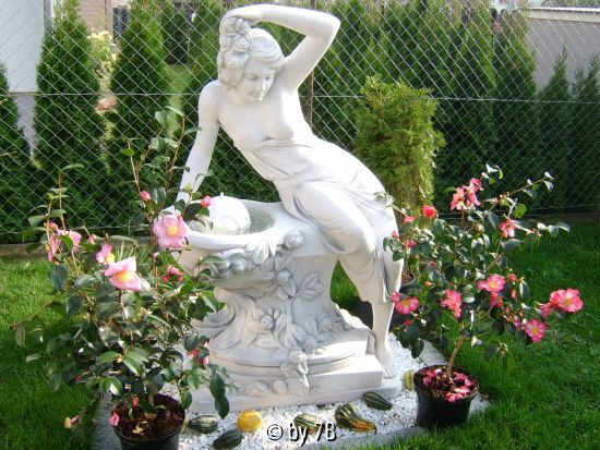 leda sasanquas