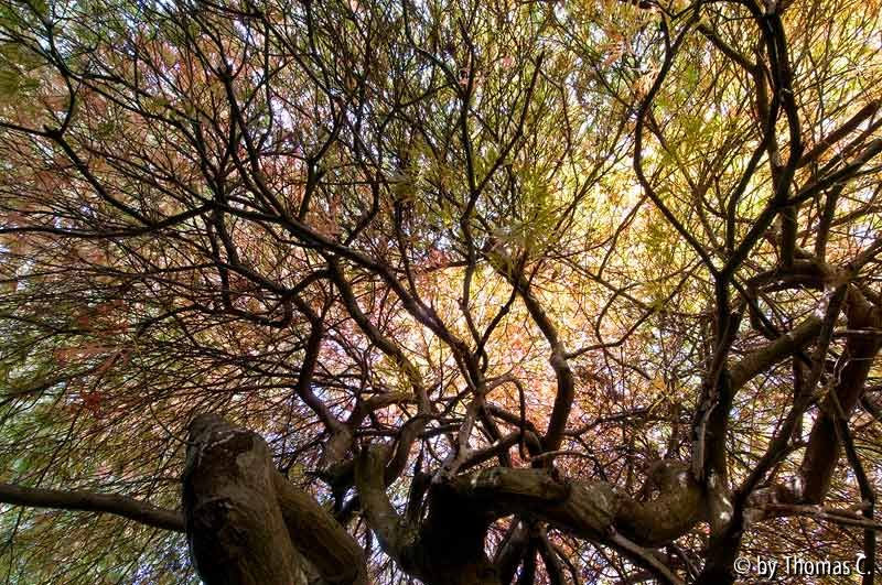 Acer palmatum Struktur mit Herbstfärbung