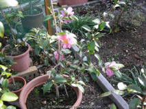 Camellia hyb. Winter's Charm