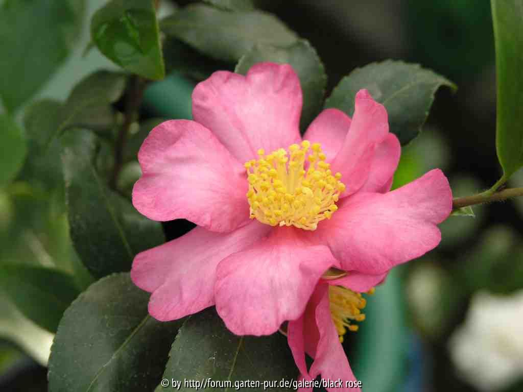 Camellia sas. New Dawn