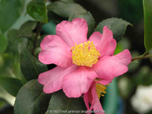 Camellia sas. New Dawn