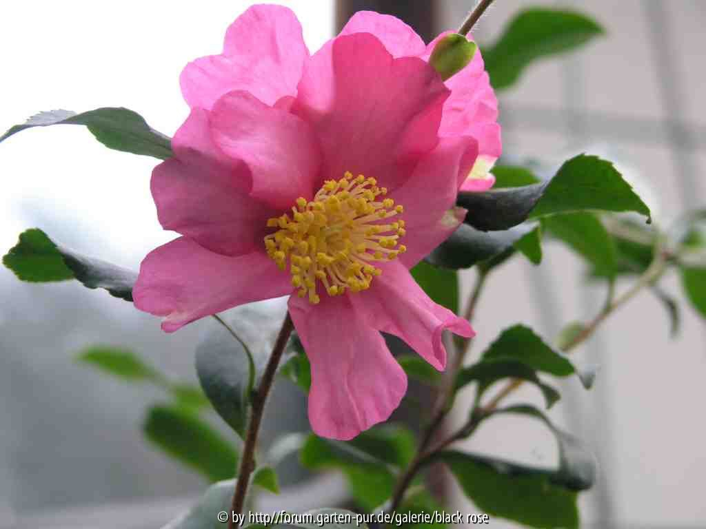 Camellia sas. New Dawn 1