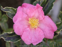 Camellia sas. Hani Daijin Special