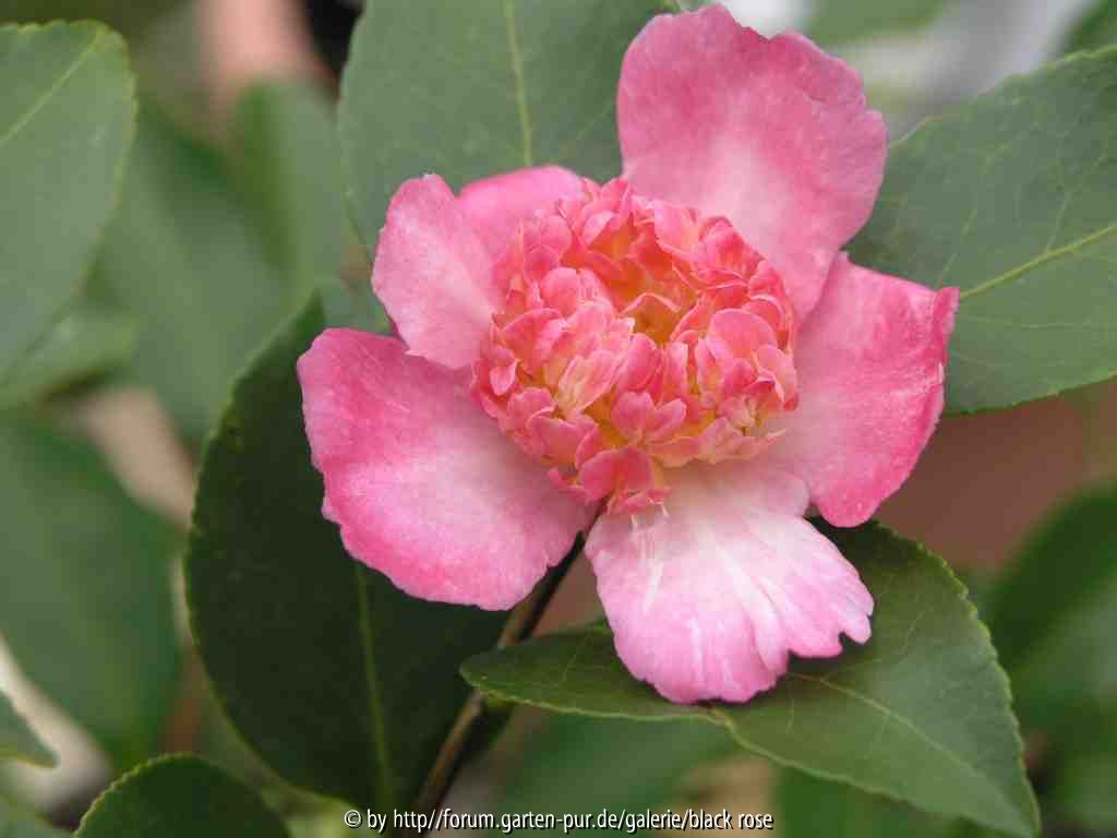 Camellia sas. Chojiguruma