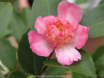 Camellia sas. Chojiguruma