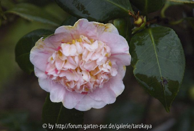 yamato nishiki rosea 2/07