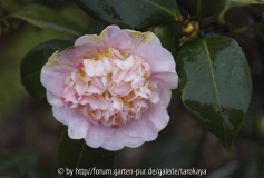 yamato nishiki rosea 2/07