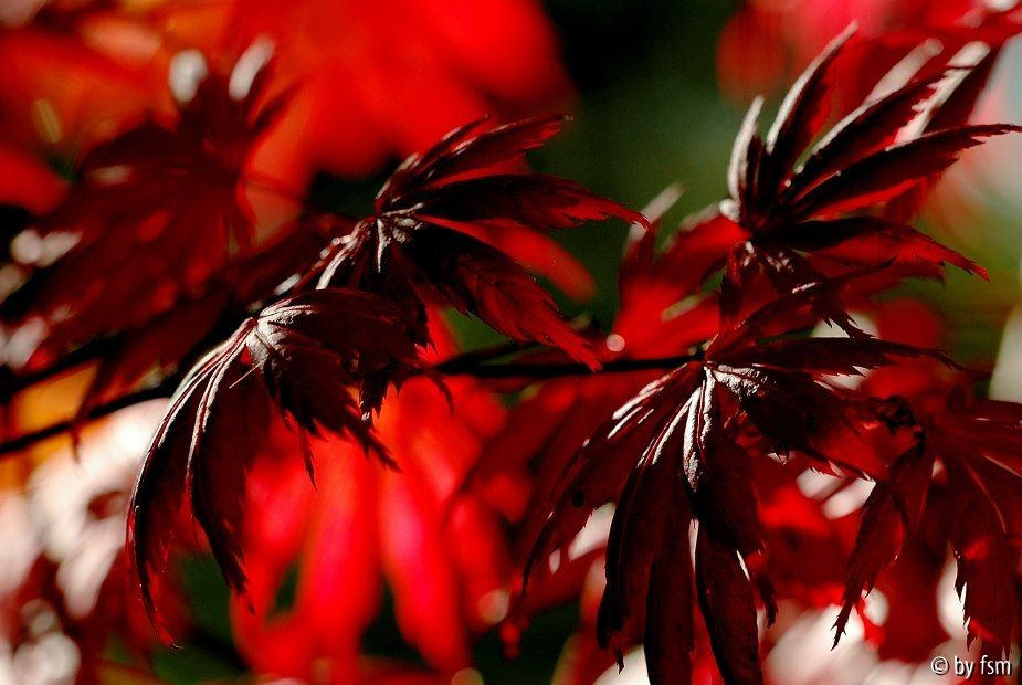 Acer 1 12-10-2008