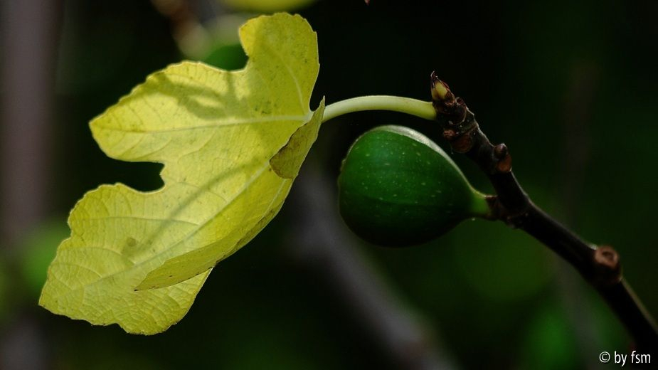 Ficus 1 12-10-2008