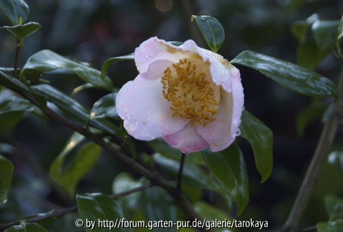 tosa uraku FLM