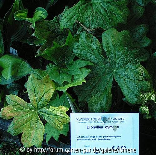 Diphyllea cymosa