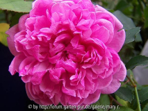Sister Elizabeth (David Austin)