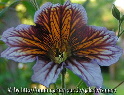 Salpiglossis Gloomy Rival