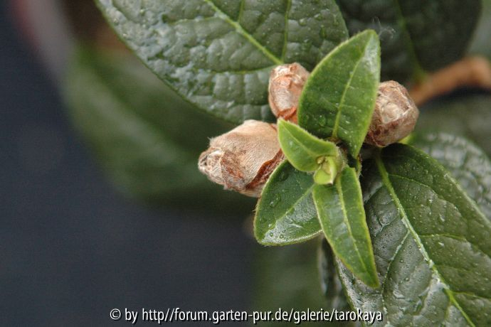 C.granthamiana knospen