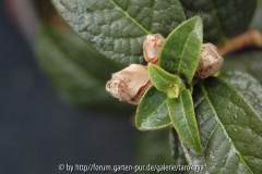 C.granthamiana knospen