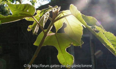 Broussonetia papyrifera