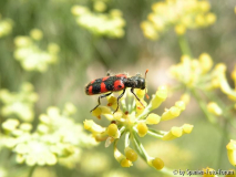 Trichodes leucopsideus - Bienenkaefer