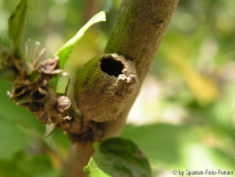 unbekannter Insektenbau