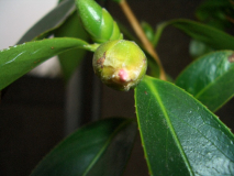 Apple Blossom.jpg