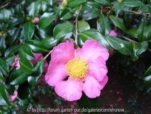 Camellia sasanqua in der Villa Taranto
